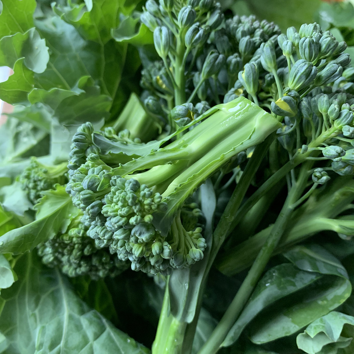 Broccoli is rich in SFN, protects against coronaviruses